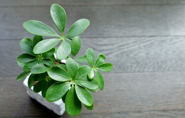 癒しのカポック　観葉植物　