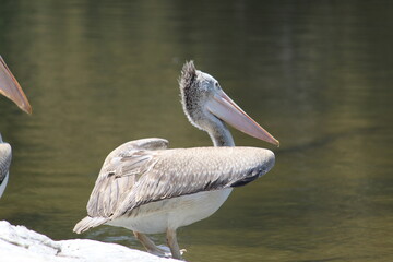 White pelican on the water
