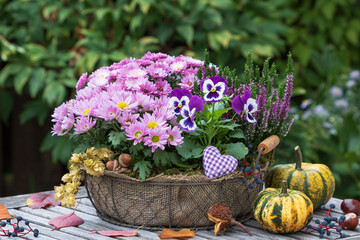 Korb mit pink Chrysanthemen, lila Stiefmütterchen und Heidekraut im Herbstgarten