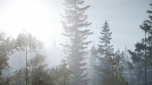 misty nordic forest in early morning with fog