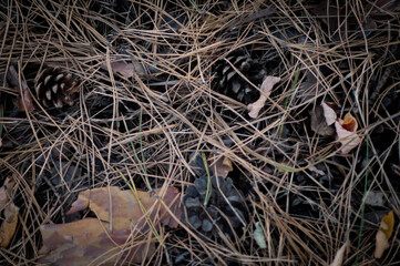 needles