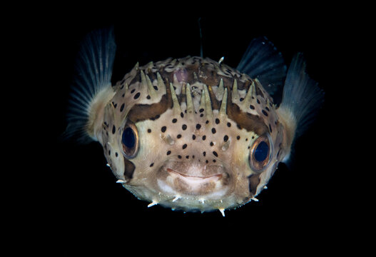 Wild Wonders of Taiwan