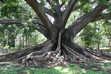 roots of a tree