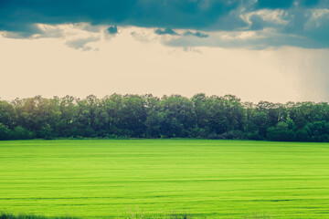 Green fields near misty forest by blue cloudy sky, autumn foggy landscape