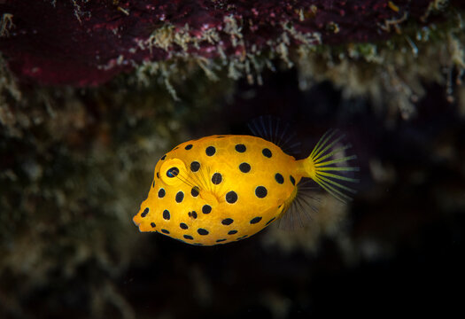 Wild Wonders of Taiwan