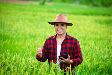 A farmer in a ripe wheat field plans a harvest activity, a male agronomist is happy in a rice field.