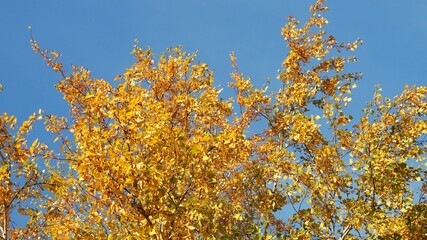 Autumn forest beauty. Golden tree leaves. Sun beam. Blue sky. Beautiful birch leaves swinging on a tree in autumnal Park. Fall