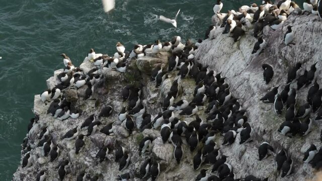 Guillemots (Uria aalge) on the cliffs at Fowlsheugh RSPB reserve in Scotland