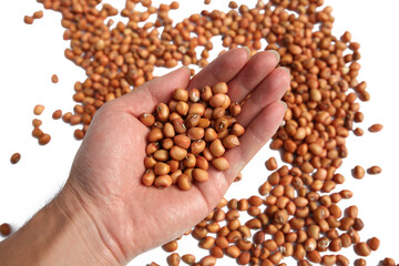 Beans on the palm, beans on the white background