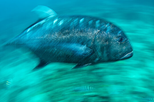 Wild Wonders of Taiwan