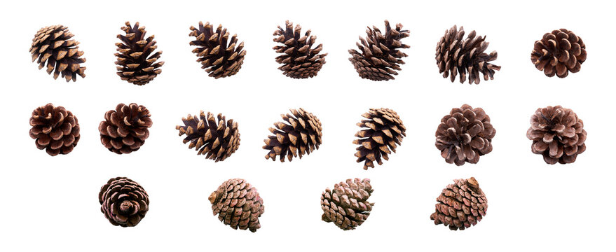 A collection of small pine cone for Christmas tree decoration isolated against a white background.