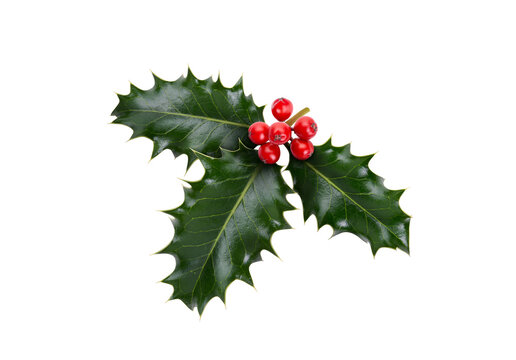 A sprig, three leaves, of green holly and red berries for Christmas decoration isolated against a white background.