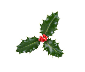 Fototapeta na wymiar A sprig, three leaves, of green holly and red berries for Christmas decoration isolated against a white background.