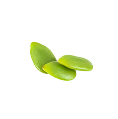 Acacia seeds isolated  on  white  background;