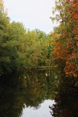 Beautiful landscape of autumn trees in the forest 