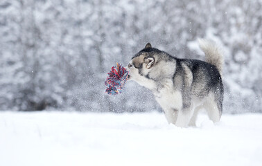 winter dog alaskan malamute in the snow