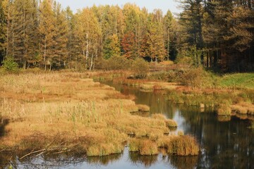 Beautiful landscape of autumn trees in the forest 