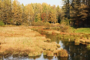 Beautiful landscape of autumn trees in the forest 