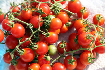 cherry tomatoes on the branches