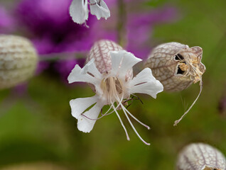 Alpenblumen, Alpenflora, Blumen Kunst