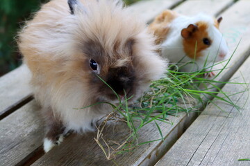Obraz premium angora rabbit with soft fluffy pile. Rabbit eating green grass