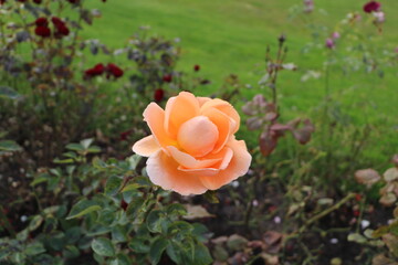 ВДНХ ПРЕКРАСНАЯ РОЗА