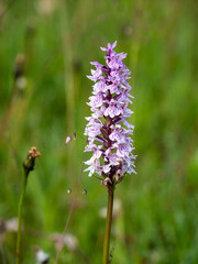 Alpenblumen, Alpenflora, Blumen Kunst