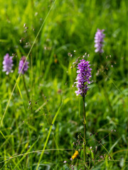 Alpenblumen, Alpenflora, Blumen Kunst