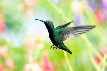 A Black-throated Mango hummingbird hovering with pastel colored flowers blurred in background. tropical bird in garden, wildlife outdoors, hummingbird in nature, bird in flight