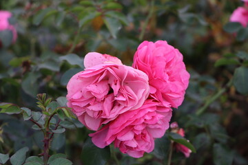 ВДНХ pink rose bush