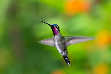 Long-billed Starthroat hummingbird hovering in the air with honeysuckle blurred in background. tropical bird in garden, wildlife outdoors, hummingbird in nature, bird in flight
