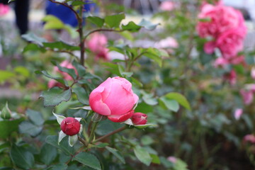 ВДНХ pink roses in garden