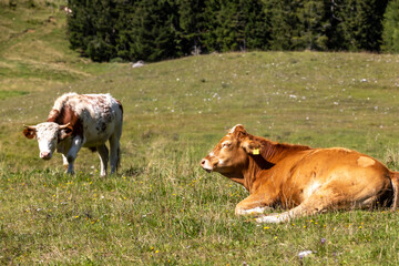 Naklejka na ściany i meble cows and bulls in alpine scenery in Styria, Austria