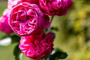 Herrscherin über den Garten