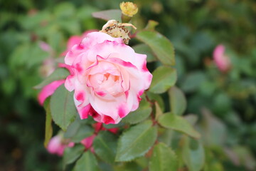 ВДНХ 03.10.2020 rose and bee