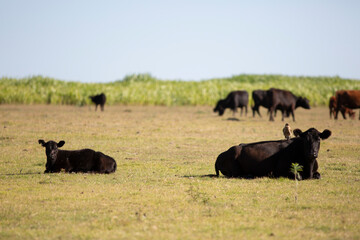 vacas y toros angus en campo