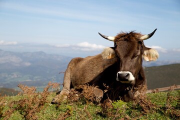 young cow sleeping in a meadow in the mountains of Asturias, Spain with a view in the background