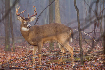Buck deer in foggy woods. © Daniel Teetor