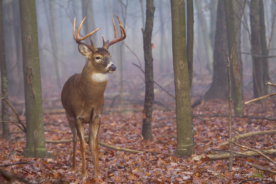 Buck whitetail deer in foggy forest.