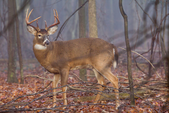 Buck deer in foggy woods.