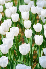 複数の真っ白なチューリップの花