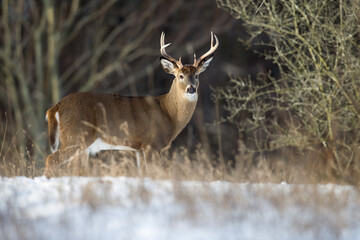 Buck whitetail deer next to woods.