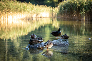 wild ducks on lake leopoldsteinersee near village Eisenerz in Styria, Austria