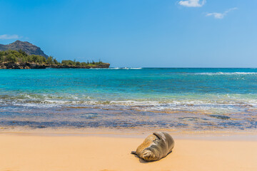 Monk seal lounging on tropical sandy beach near ocean shore with mountain and trees in background 