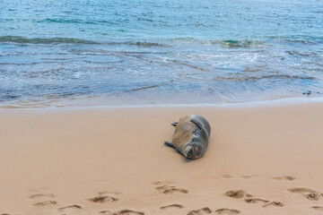 Fototapeta na wymiar Fat monk seal lying on sandy beach near ocean shore on sunny tropical day