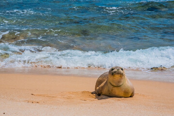 Monk seal laying on tropical sandy beach by blue ocean water 