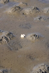 Cockleshell in the Danish Wadden Sea 