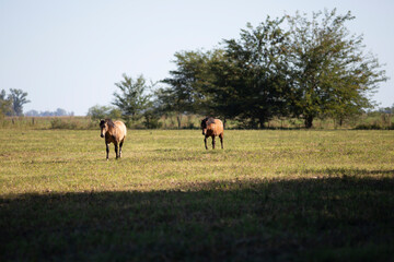 vacas y toros angus en campo
