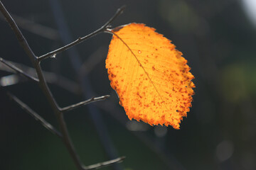 Alone autumn leaf on tree twig