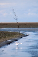 A walk in isolation through the Wadden Sea National Park in South Denmark